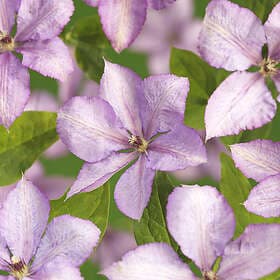 Omnia Garden Klematis 'Margaret Hunt' 5-pack