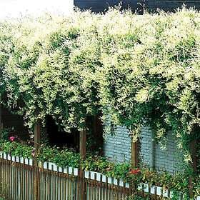 Omnia Garden Bokharabinda, 10-pack