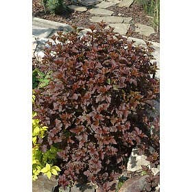 Omnia Garden Smällspirea rödbladig 'Diabolo' CO 5-pack