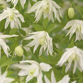 Omnia Garden Klematis Alpina 'Albina Plena' 1-pack