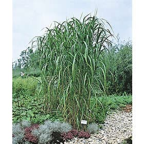 Omnia Garden Elefantgräs 'Giganteus' 1-pack