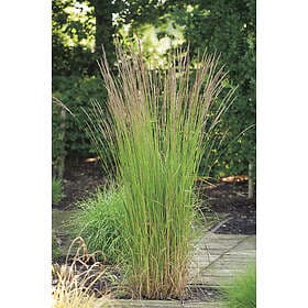 Omnia Garden Tuvrör 'Karl Foerster' 2-pack
