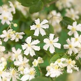 Omnia Garden Klematis Vitalba Vit 'Paul Farges Sum Snow', 1-pack