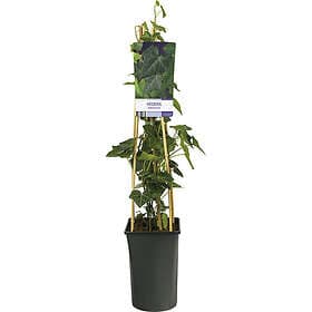 Omnia Garden Storbladig murgröna, 5-pack