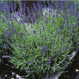 Omnia Garden Lavendel 'Hidcote' 2l 2-pack