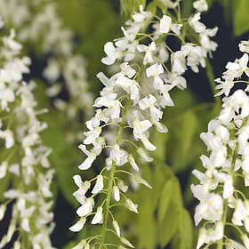 Omnia Garden Blåregn 'Alba' 5-pack