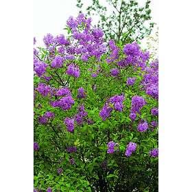 Omnia Garden Bondsyren CO 5-pack