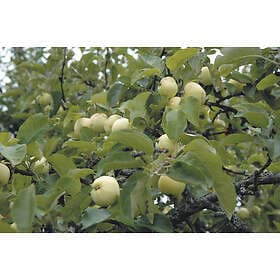 Omnia Garden Äpple 'Transparente Blanche' inkl uppbindningskit