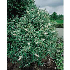 Omnia Garden Syrenbuddleja 'White Profusion' CO 1-pack