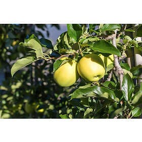 Omnia Garden Äpple 'Silva' inkl. uppbindningskit
