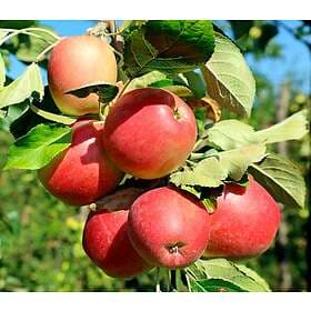 Omnia Garden Äpple LOVISA E inkl uppbindingskit
