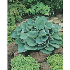 Omnia Garden Funkia 'Big Daddy', 3-pack