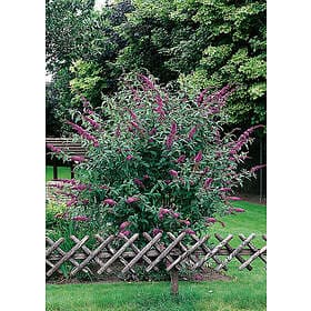 Omnia Garden Syrenbuddleja 'Il de France' CO 3-pack