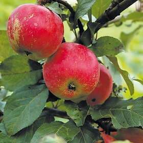 Omnia Garden Äpple 'Alice' inkl uppbindningskit
