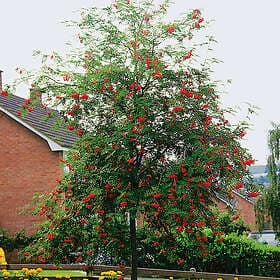 Omnia Garden Rönn Prydnadsträd