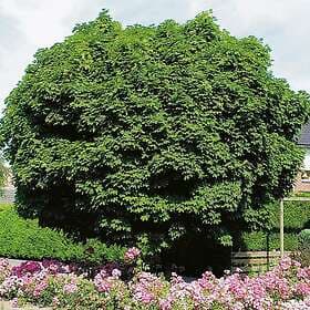 Omnia Garden Klotlönn 80-100cm
