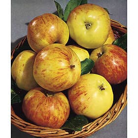 Omnia Garden Äpple 'Gravensteiner' inkl uppbindningskit