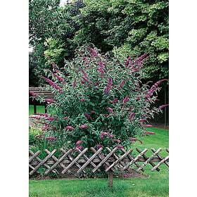 Omnia Garden Syrenbuddleja 'Il de France' CO 1-pack