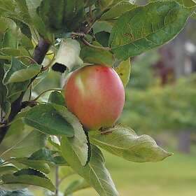 Omnia Garden Äpple 'Åkerö' Svagväxande B9