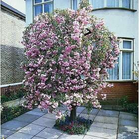 Omnia Garden Japanskt prydnadskörsbär 'Kiku-Shidare-Zakura'