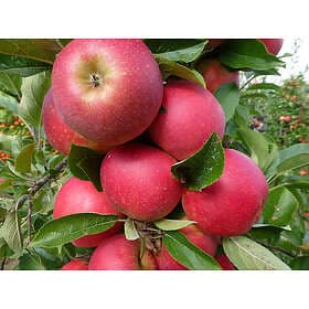 Omnia Garden Äpple 'Agnes' E inkl. uppbindningskit