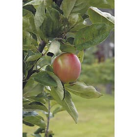 Omnia Garden Äpple Åkerö Fruktträd inkl uppbindningskit