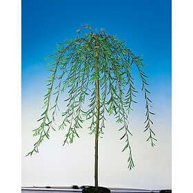 Omnia Garden Hängvide 100-120cm