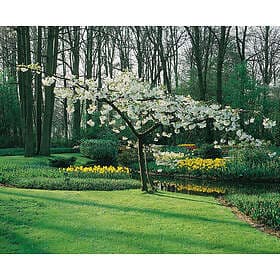 Omnia Garden Glanskörsbär