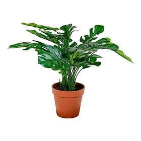 House Nordic Konstväxt Monstera 9501040