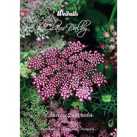 Weibulls Blomstermorot, Dara