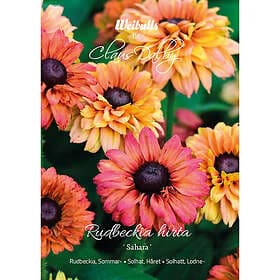 Weibulls Sommarrudbeckia, Sahara mix