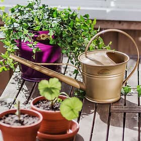 ZinkGarden Vattenkanna 1,5 liter, Guld