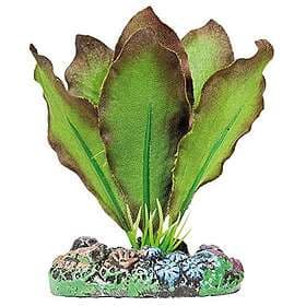 ICA AP1102 Anubias de Aquatic växter siden