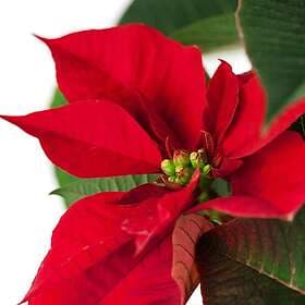 IKEA POINSETTIA krukväxt 9 cm