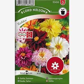 Nelson Garden Dahlia Redskin