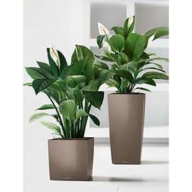 Lechuza Cube Premium 40cm