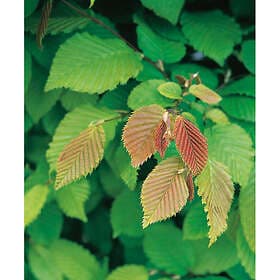Avenbok 60-100cm 100-pack