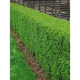 Liguster 125-150cm 5-pack