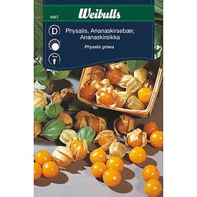 Weibulls Physalis Gyllenbär