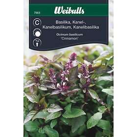 Weibulls Basilika 'Cinnamon'