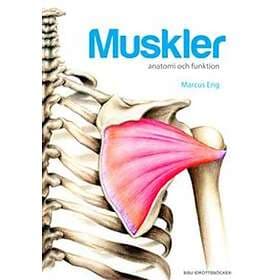 Muskler Anatomi Och Funktion