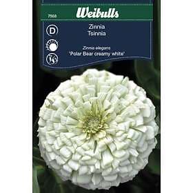 Weibulls Blomfrö Frö Zinnia Polar Bear creamy white Creme