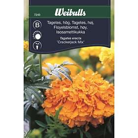 Weibulls Blomfrö Frö Tagetes Hög bland Blandning