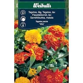 Weibulls Blomfrö Frö Tagetes låg Mix Blandning