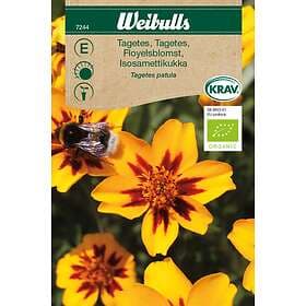 Weibulls Frö Tagetes låg KRAV Gul