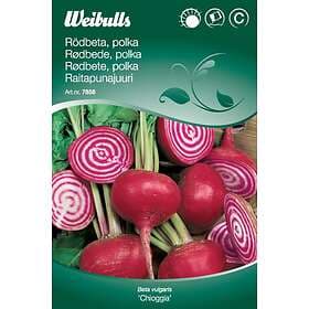 Weibulls Frö Rödbeta Chioggia Polkabet Röd / Vit