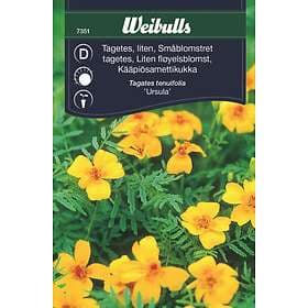 Weibulls Blomfrö Frö Tagetes Liten Ursula Gul