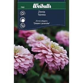 Weibulls Frö Zinnia Dream Lavender Rosa