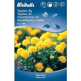 Weibulls Blomfrö Frö Tagetes Låg Yellow Boy Gul