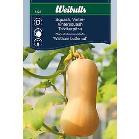 Weibulls Frö Squash, vinter